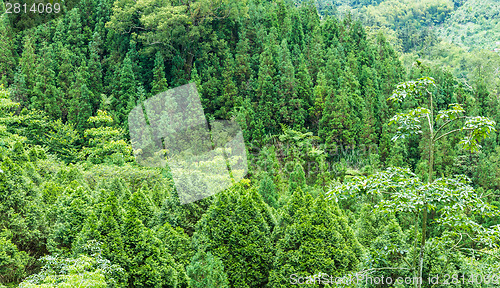 Image of Forest in mountain