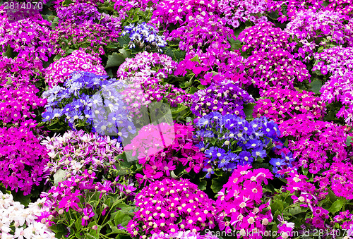 Image of Purple cineraria field