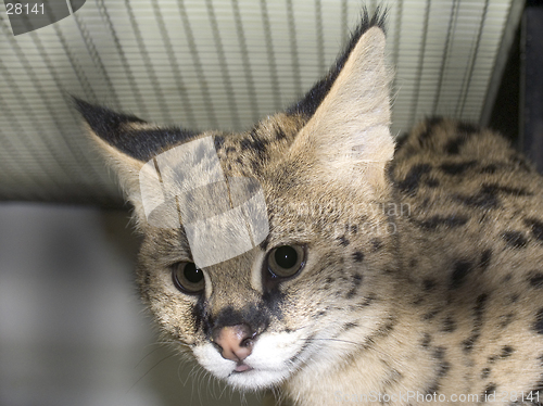 Image of Serval