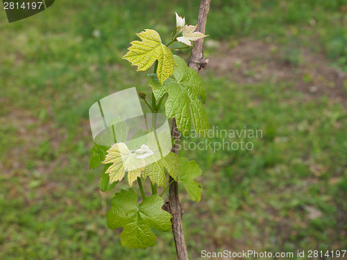 Image of Vitis plant