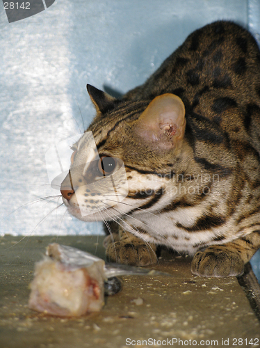 Image of Ocelot