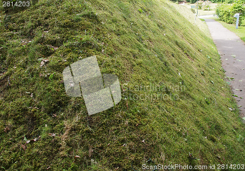 Image of Meadow grass