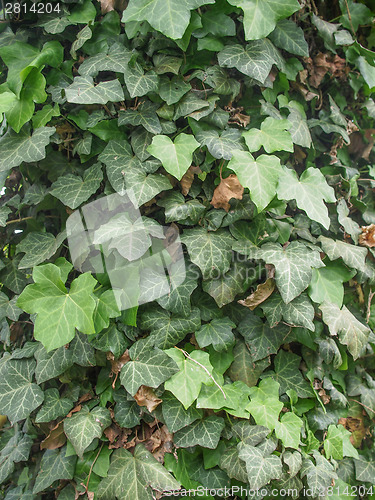 Image of Ivy leaves