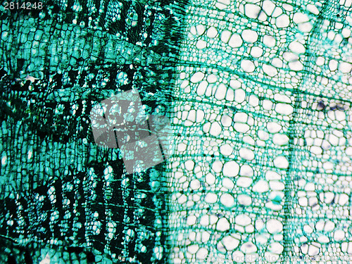 Image of Pine Wood micrograph