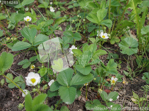 Image of Strawberry field