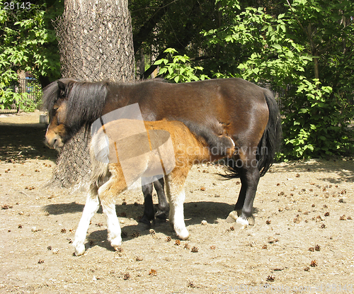 Image of Pony