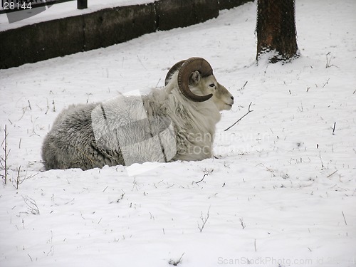 Image of Mountain sheep