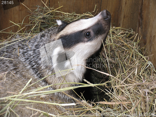 Image of Badger