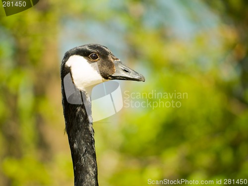 Image of Canada Goose Head