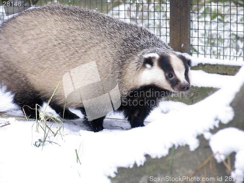 Image of Badger on the snow