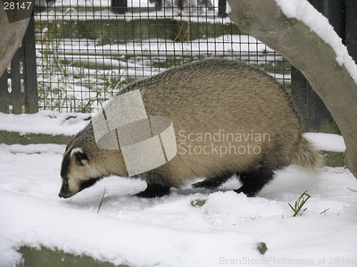 Image of Badger on the snow