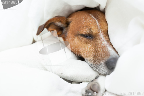 Image of dog sleeping