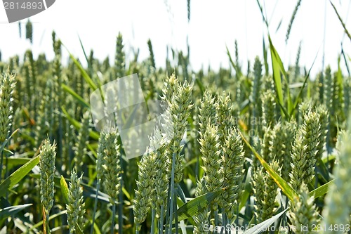 Image of Green ripening wheat ears