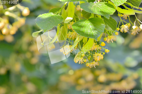 Image of Branch of linden flowers in garden