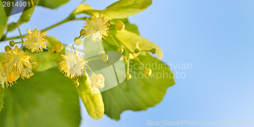 Image of Branch of lime flowers in garden