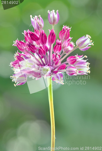 Image of clover flower