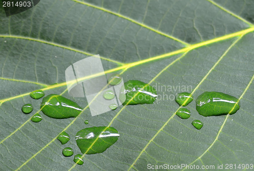 Image of footprints of animal on walnut green leaf