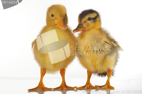 Image of Two ducklings isolated on white