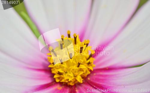 Image of macro yellow pistil