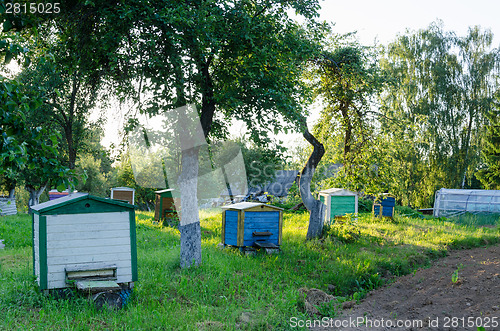 Image of row hives between tree sun lit rural garden  