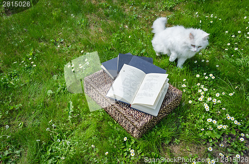 Image of Cat philosopher near wicker basket full of books 