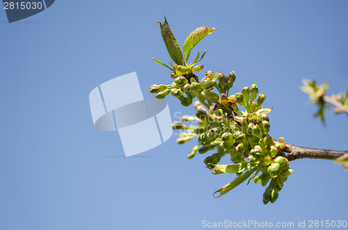 Image of apple tree branch green leaves buds sky background 