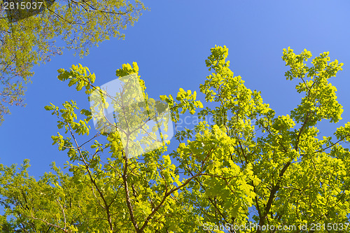 Image of Leafs on blue sky.