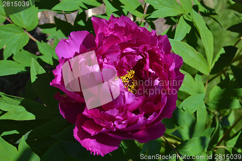 Image of Single red flower.