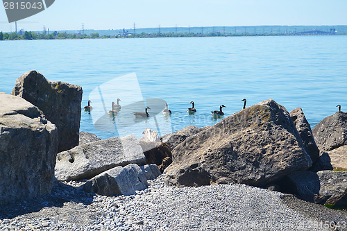 Image of Canada geese.