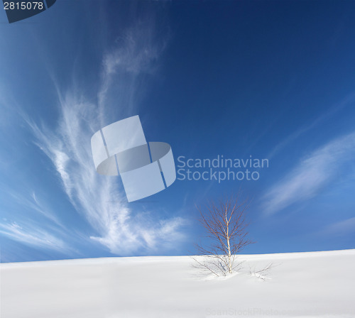 Image of Snow and tree