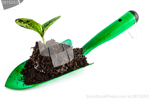 Image of Young plant on gardening tool