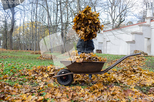 Image of woman hold pile of dry autumn leaves near barrow 