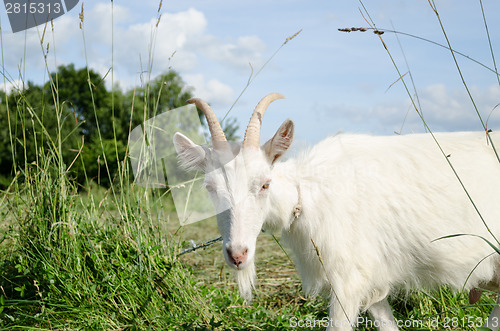Image of white goat in green meadow pasture 