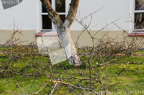 Image of cut branches lie next to tree, garden spring work 