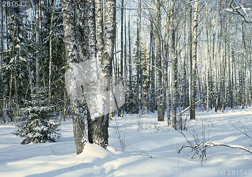 Image of March in birch forest