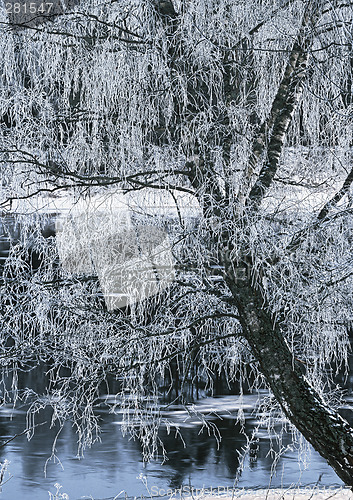 Image of Frozen birch on the Luga-river