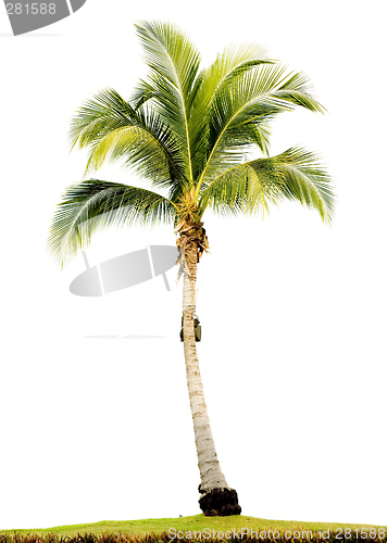 Image of Palm tree isolated

