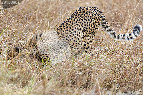 Image of cheetah