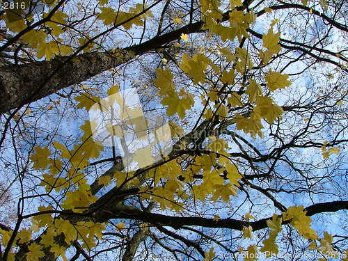 Image of tree and it's leaves