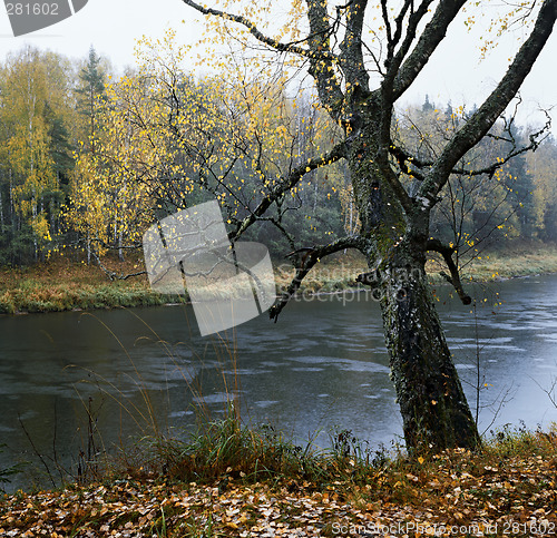 Image of Rain on the Luga-River