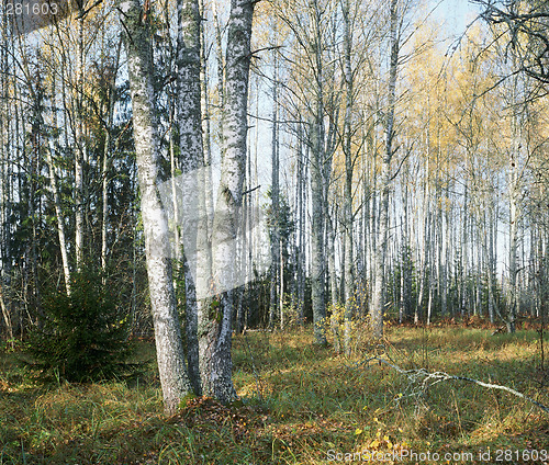 Image of Autumn in the birch-forest