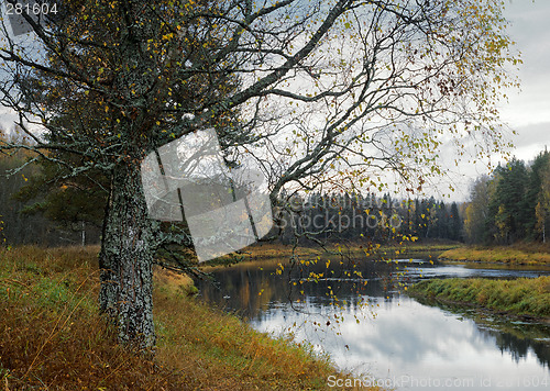 Image of Autumn on the Luga-river