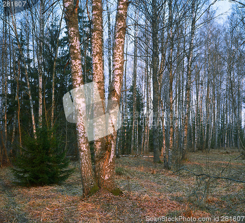 Image of Sunrise in spring birch-forest