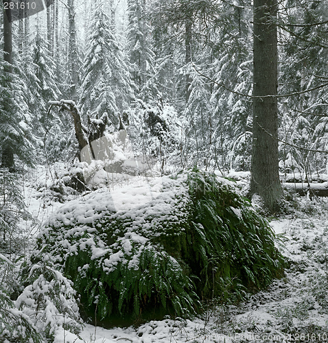 Image of December in the wild wood