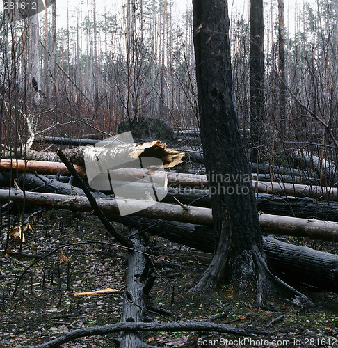 Image of Wild-wood after fire
