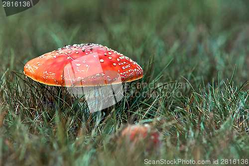 Image of Red Mushroom 