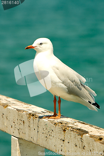 Image of Seagull at the Beach