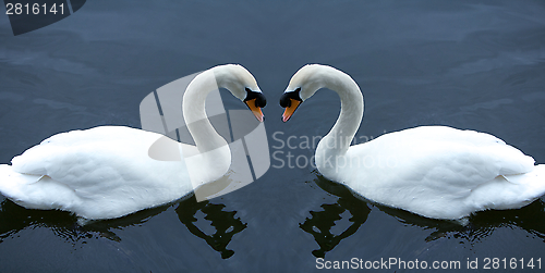 Image of White Swans