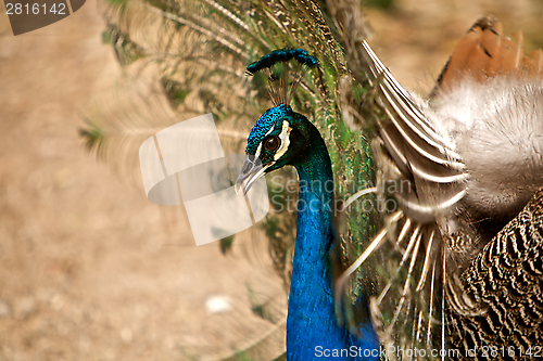 Image of Beautiful peacock 