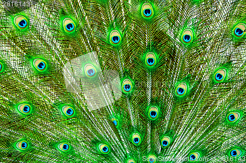 Image of Peacock Feathers 